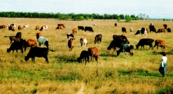 Пастбище крупного рогатого скота в Адыгее